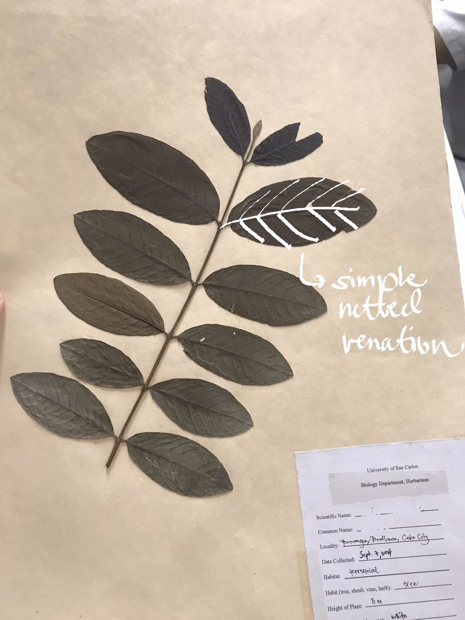 <p>two leaves attached per node</p>