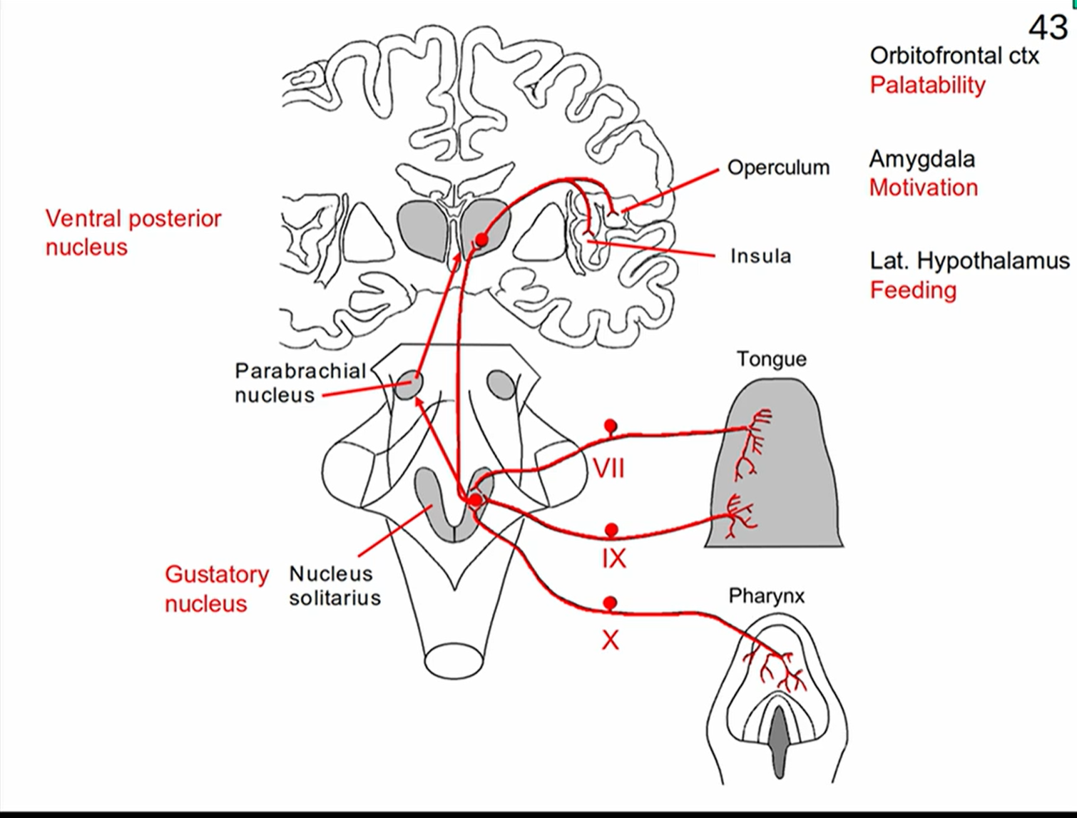 <p>From tongue</p><ul><li><p>cranial nerves VII and IX</p></li></ul><p>From pharynx</p><ul><li><p>cranial nerve X</p></li></ul><p>gustatory nucleus</p><p>Ventral posterior nucleus of the thalamus</p><p>Operculum and insula</p><p>Cortex</p><ul><li><p>orbitofrontal cortex</p><ul><li><p>palatability</p></li></ul></li><li><p>amygdala</p><ul><li><p>motivation</p></li></ul></li><li><p>lateral hypothalamus</p><ul><li><p>digestion</p></li></ul></li></ul><p></p>