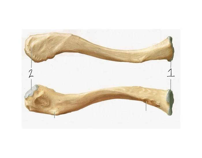 <p>What is this bone</p>