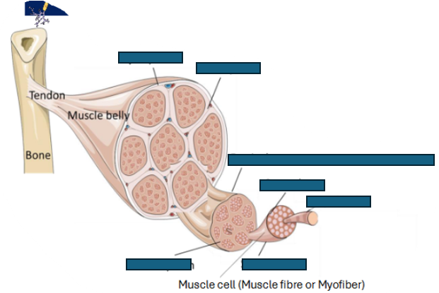 <p>structure of skeletal muscle</p>