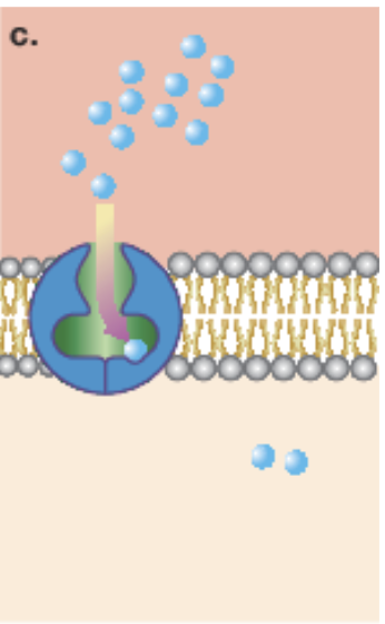 <p>carrier protein</p>