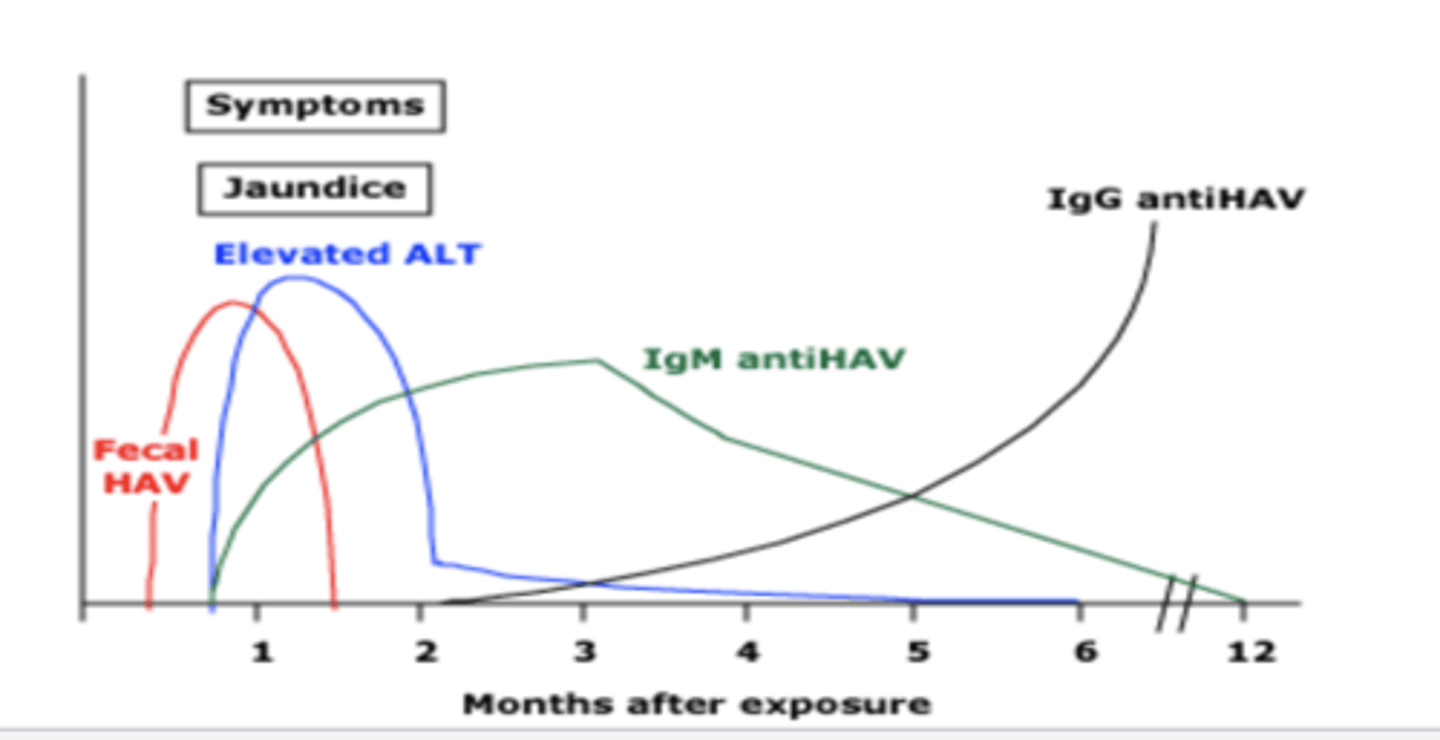 <p>-IgM &amp; HAV --&gt; acute state</p><p>-IgG anti-HAV --&gt; immune state (lifelong)</p>
