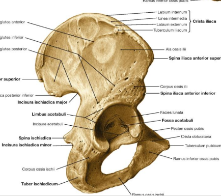 <p>dubenkaulis</p>