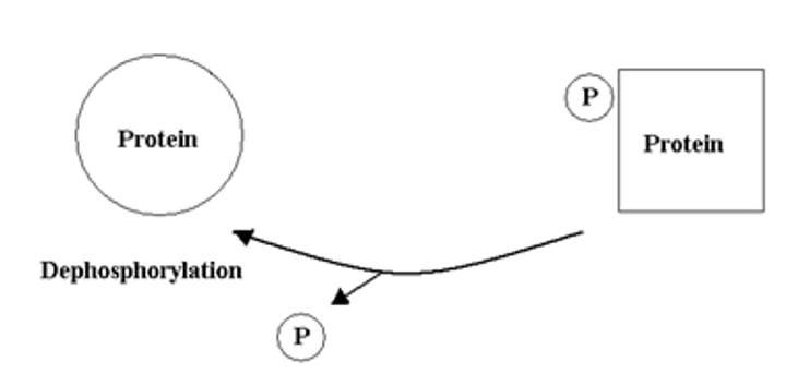 <p>enzyme that removes the phosphate group from a molecule that has been previously phosphorylated</p>