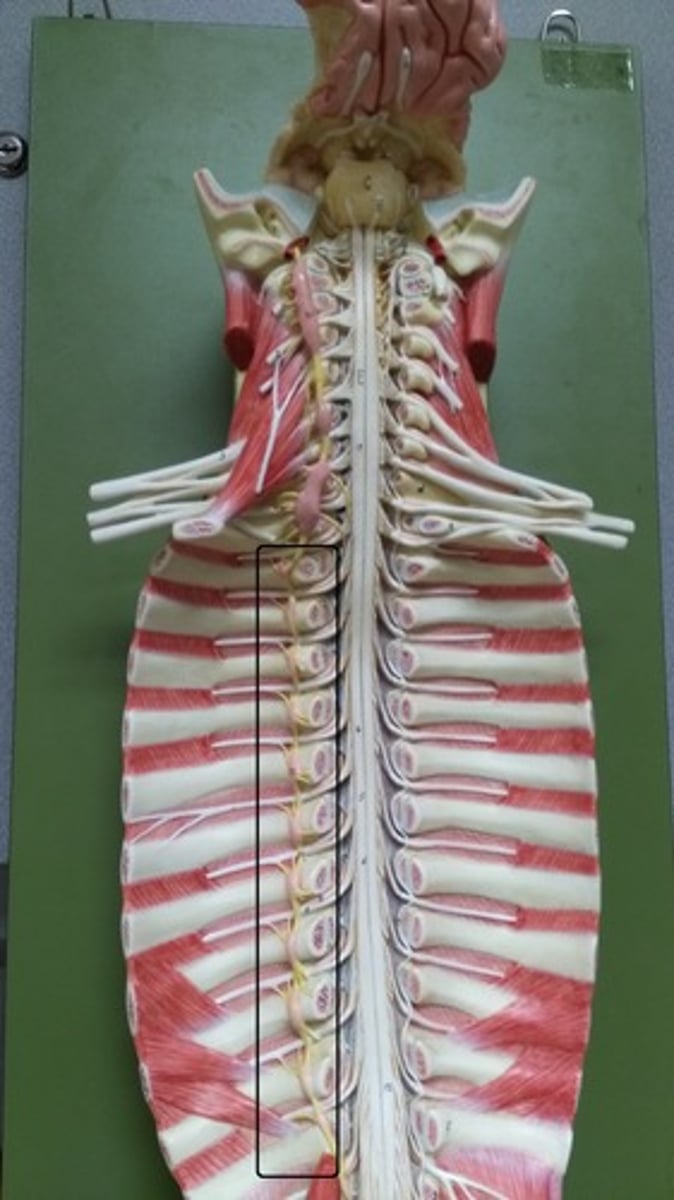 <p>(More then one ___________ ganglion)</p>