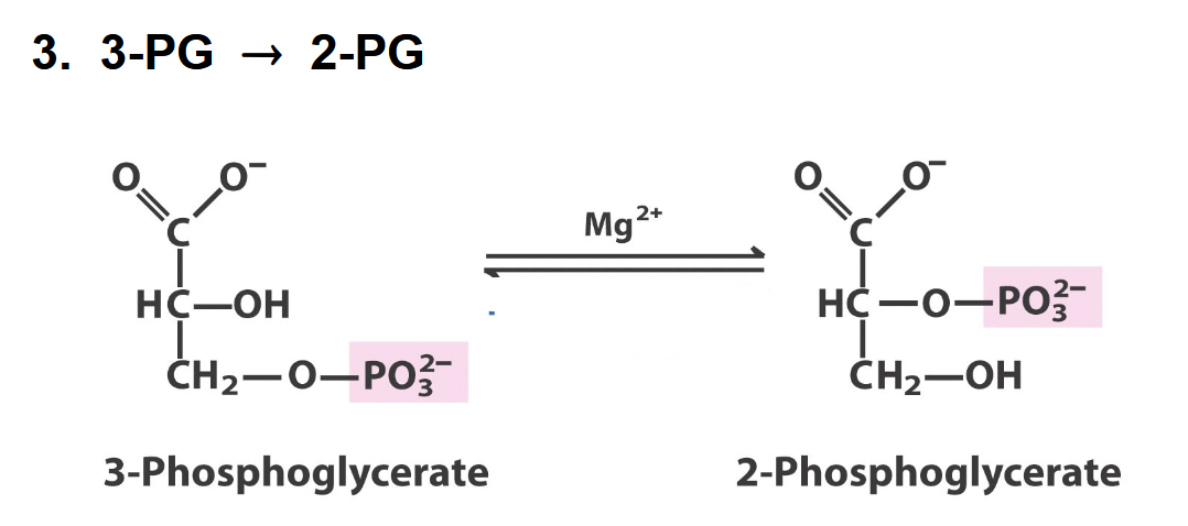 <p>what enzyme</p>