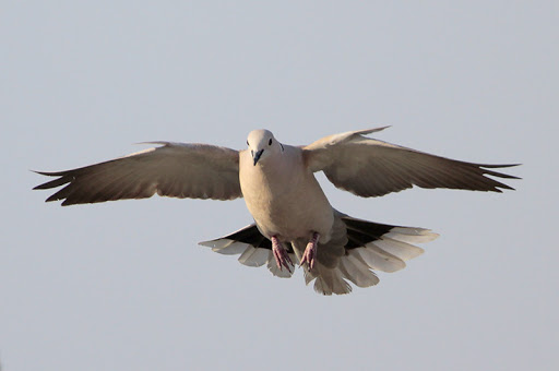 <p><em>Eurasian </em>Collared Dove</p>