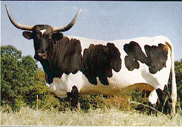 <p><span>Texas Longhorn</span></p>