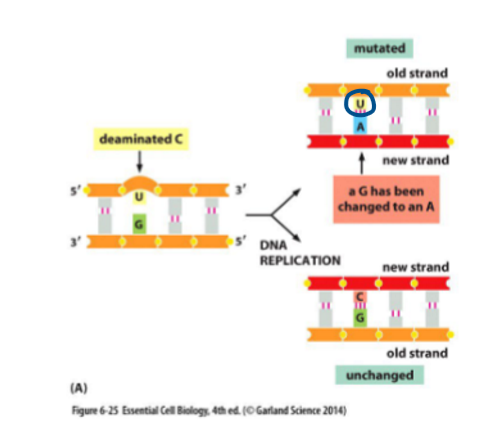 <p>Spontaneous removal of amine group. </p><p><strong>C → U</strong></p><ul><li><p>One strand will remain unchanged (uses unchanged strand as template)</p></li><li><p>One strand will become mutated (uses C→T strand as template)</p></li></ul><p></p><p>BER (base excision repair) fails to repair damaged DNA</p>