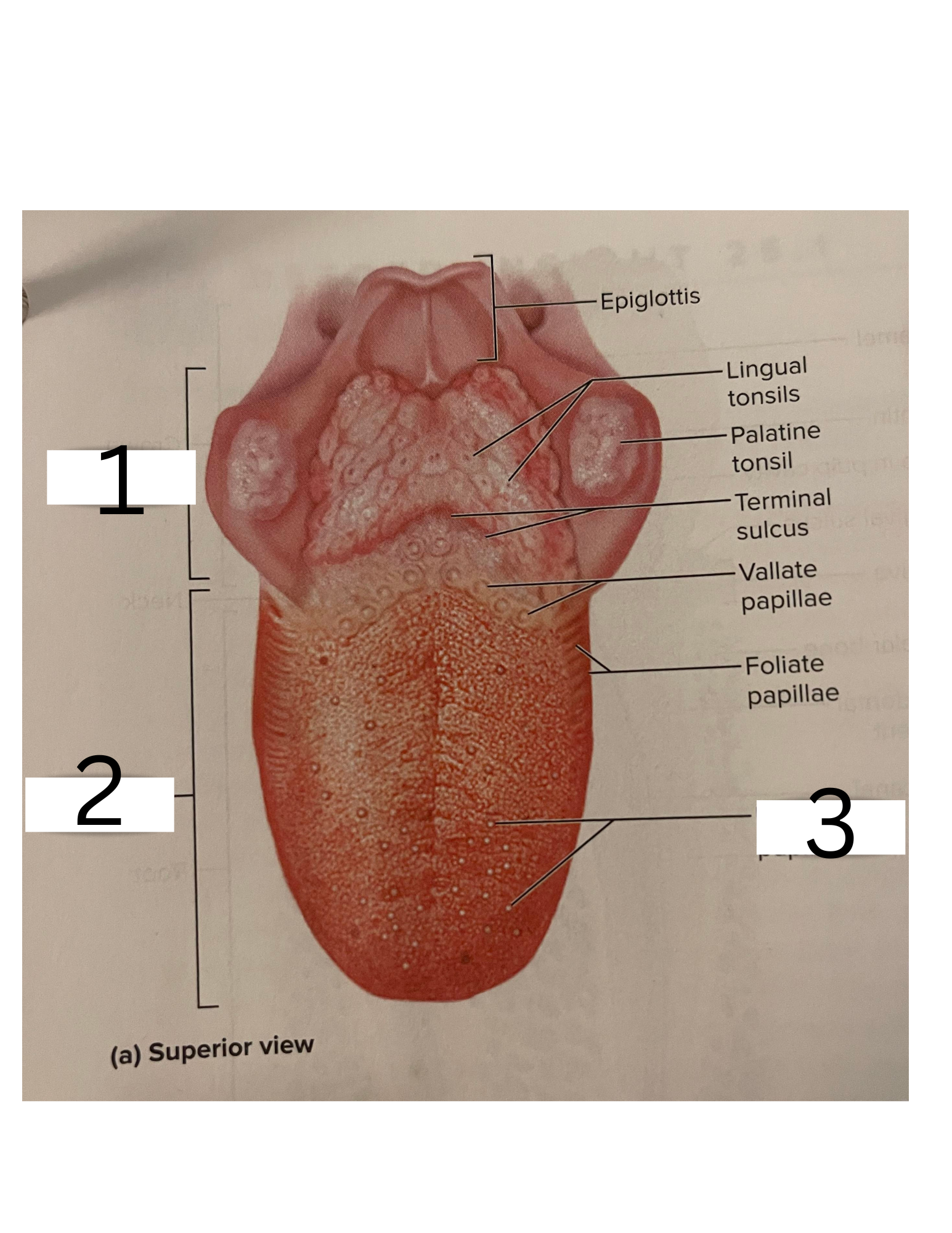 knowt flashcard image