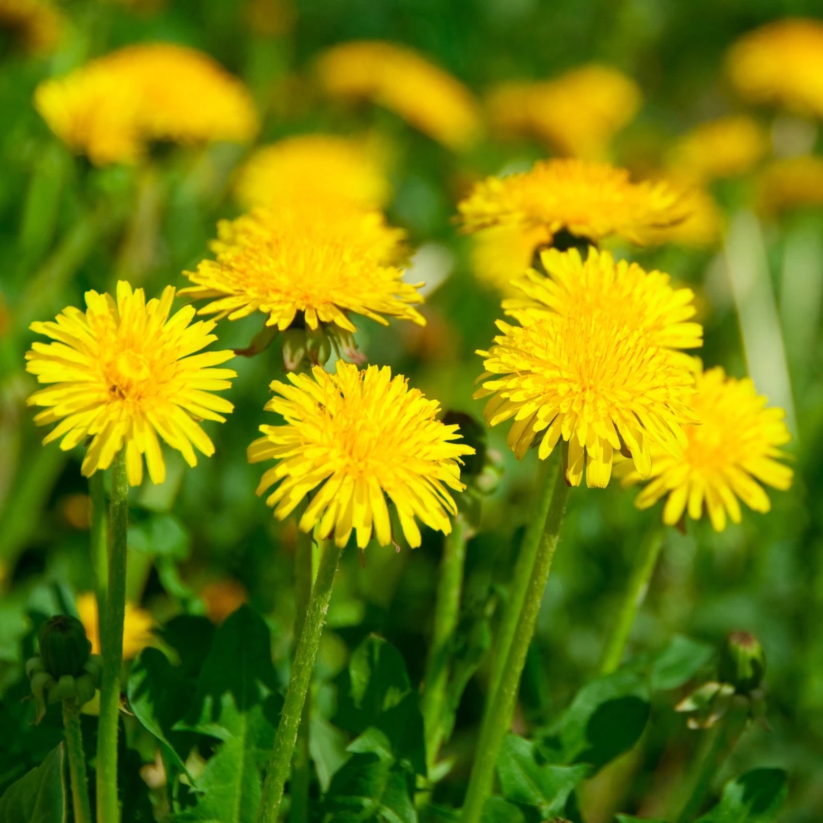<p>Taraxacum sect. Ruderalia - Asteraceae</p>