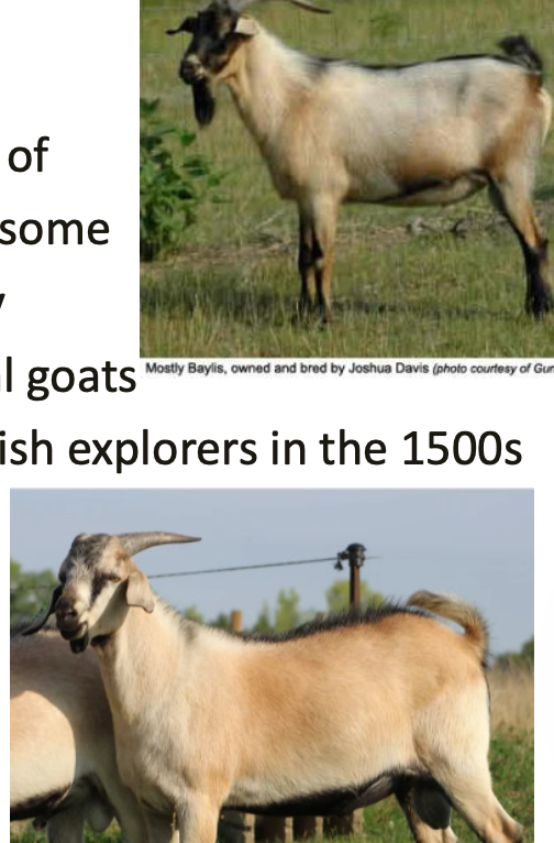 <p>Spanish</p><p></p><p><strong>Origin</strong>: Hardy&nbsp;“brush” goat of unknown ancestry, some of which were likely descendants of feral goats introduced by Spanish explorers in the 1500s</p><p><strong>Color</strong>: Multicolor</p><p><strong>Ears</strong>: Medium ears</p><p><strong>Horns</strong>: Horned</p><p><strong>Traits</strong>: Meat production</p>