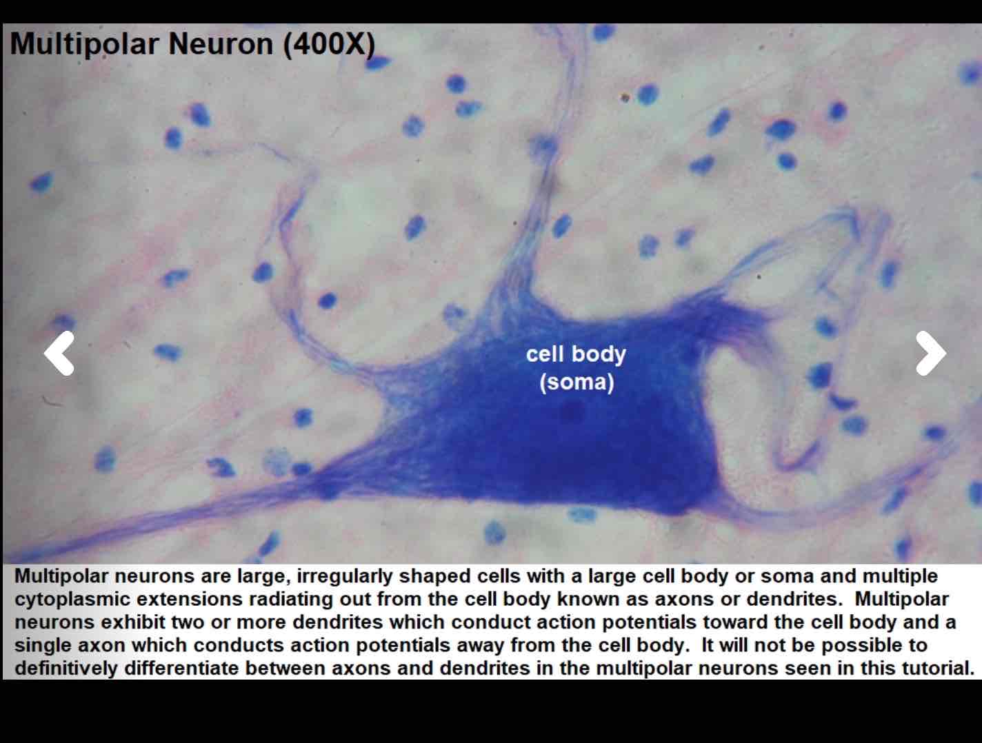 <p>Can you give the functions of the structures in the neuron and the function &amp; location of nervous tissue</p>