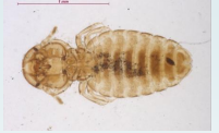 <p>Chewing louse-horse</p>