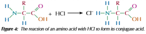<p>Amine group can reach with acid to form salt of the conjugate acid</p>