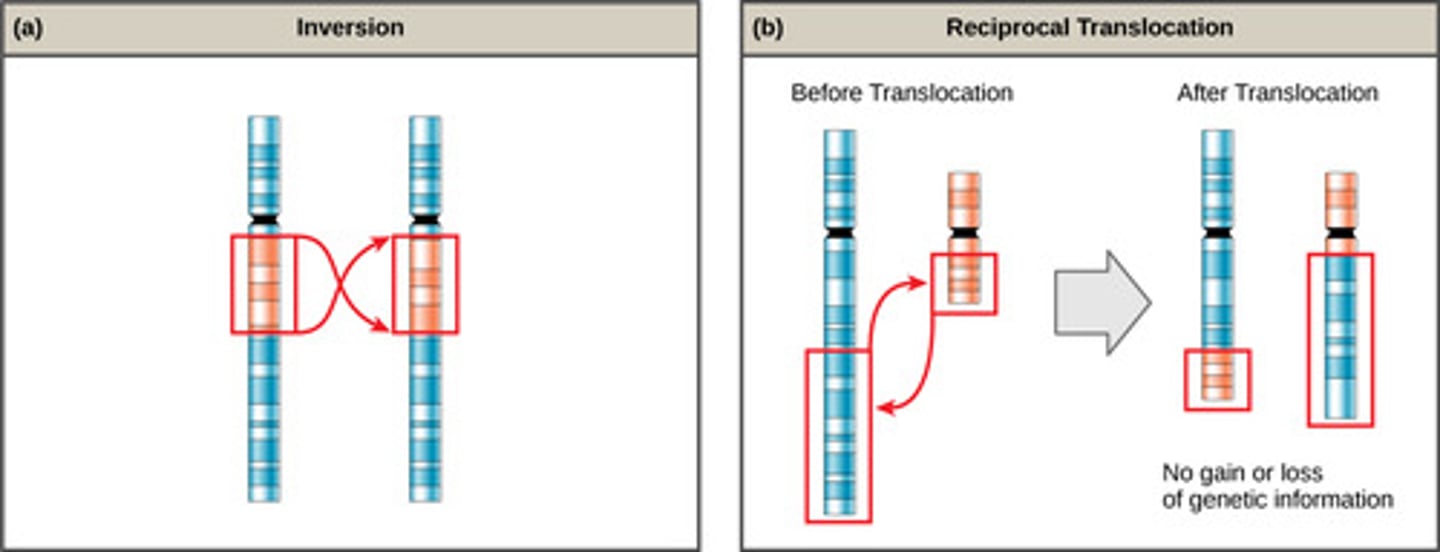 <p>Changes in chromosome number or structure, including inversions, deletions, translocations, and duplications.</p>