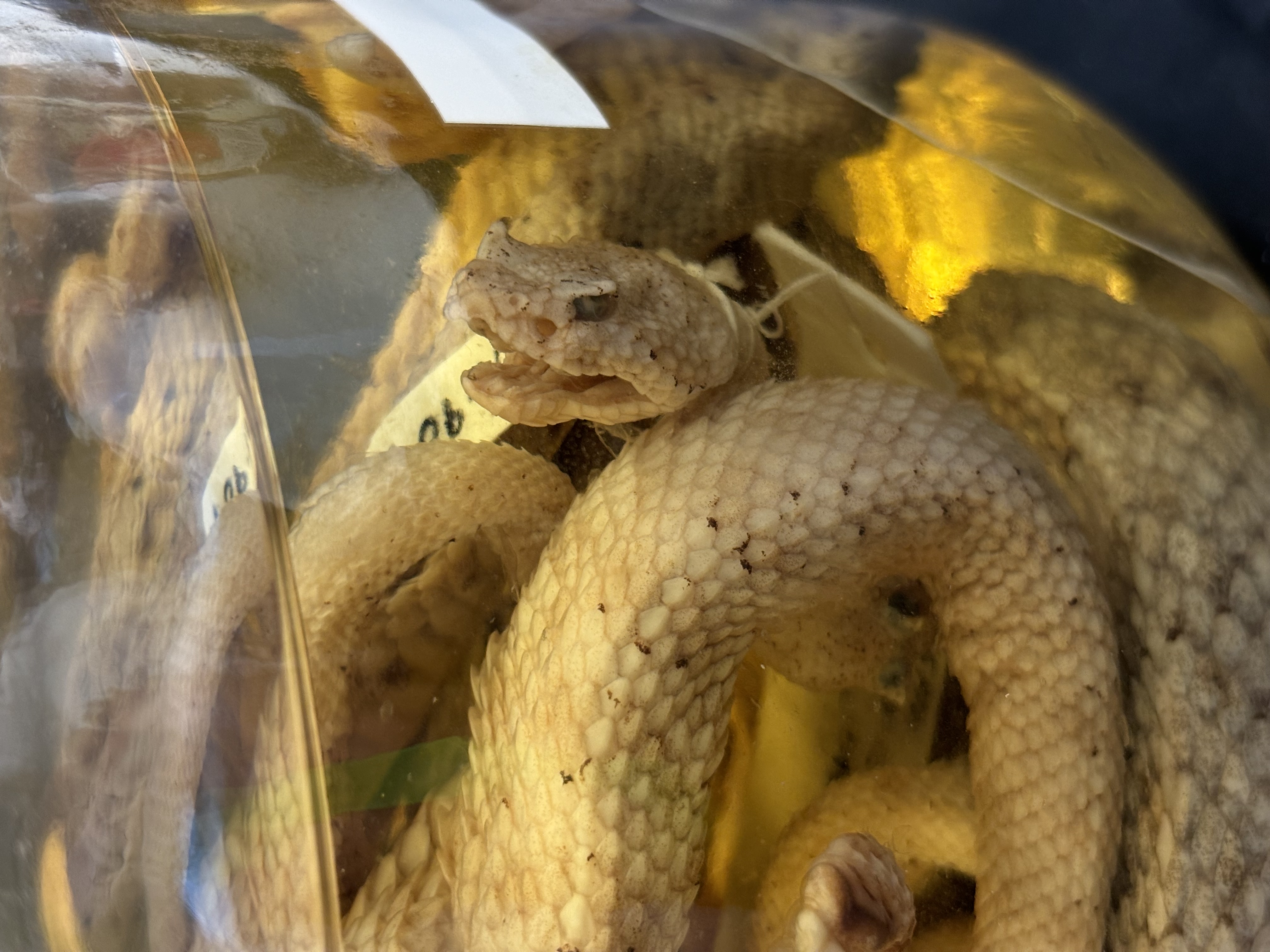 <p>Crotalus ceraste</p>