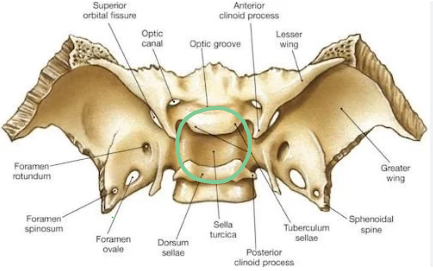 <p>part of the sphenoid bone</p><p></p>