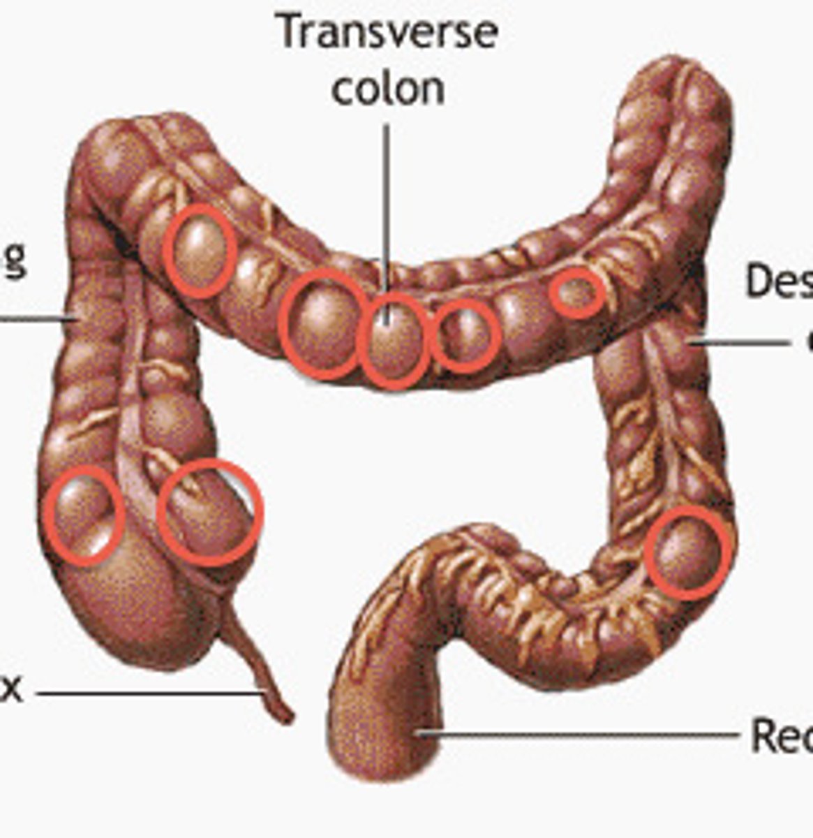 <p>Pouches or sacculations in the colon that allow for expansion and contraction.</p>