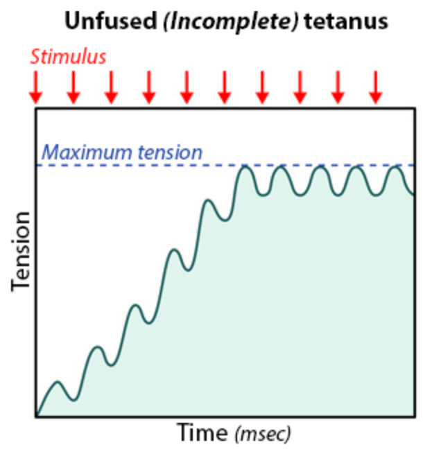 the muscle fibers only partially relax before the next stimulus because they are being stimulated at a high frequency