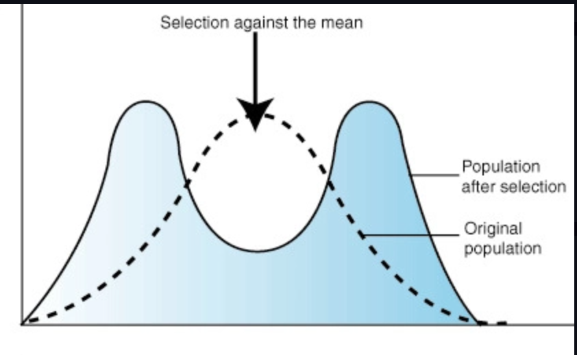 <p>both extreme traits are favored over the average to create a curve with two peaks and a trough in the middle (lobsters)</p>