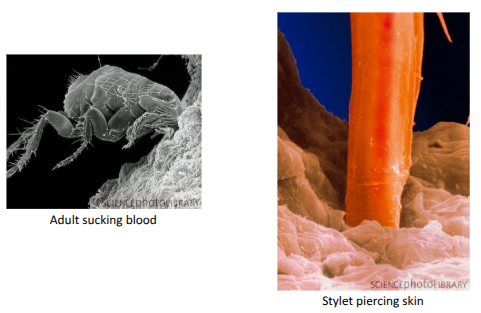 <ul><li><p><span style="background-color: transparent;"><span>Adult female often lays her eggs on the host, but they roll off.</span></span></p></li><li><p><span style="background-color: transparent;"><span>Egg, larva, and pupa are found in the den or nest of the host animal.</span></span></p></li><li><p><span style="background-color: transparent;"><span>Larvae are general feeders, blood, feces, cast skins.</span></span></p></li></ul><p></p>