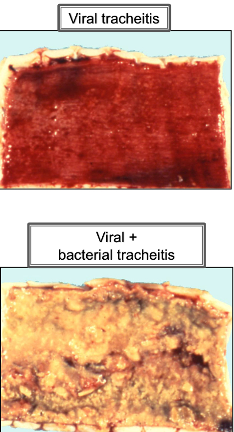 <ul><li><p>Multifactorial etiology</p><ul><li><p>Viral</p><ul><li><p><strong><u>Canine Adenovirus-2 (CAV-2)</u></strong></p></li><li><p><strong><u>Canine Parainfluenza virus</u></strong></p></li></ul></li><li><p>Secondary bacterial</p><ul><li><p><strong><u>Bordetella bornchiseptica</u></strong></p></li></ul></li></ul></li><li><p>Dogs</p></li><li><p>C.S</p><ul><li><p>Harsh dry cough</p></li><li><p>Retching</p></li><li><p>Sneezing</p></li><li><p>Productive cough</p></li><li><p>Purulent nasal discharge</p></li></ul></li></ul><p></p>