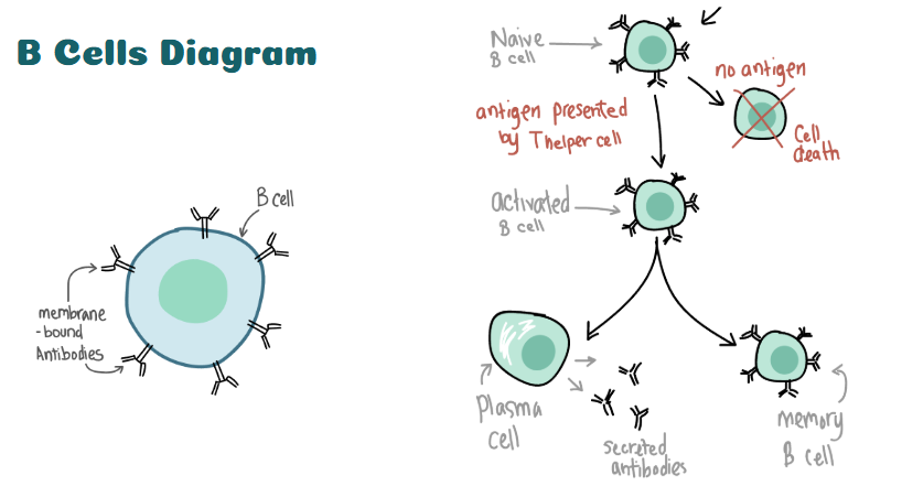 <ul><li><p><span>producers of antibodies, which are proteins that specifically bind to and neutralize pathogens</span></p></li><li><p><span>can produce cytokines, signaling molecules that influence the activity of other immune cells and help regulate the immune response.&nbsp;</span></p></li><li><p><span>memory B cells, which can quickly produce antibodies upon subsequent exposure to the same antigen, providing long-term immunity.&nbsp;</span></p></li></ul><p></p>