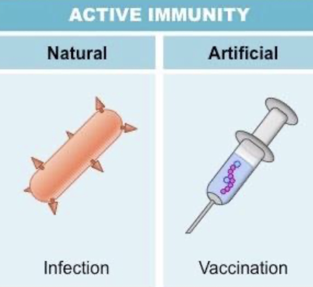 <ul><li><p>Long term → Sometimes lifelong</p></li><li><p>Naturally via fighting infection and surviving</p></li><li><p>Artificially via vaccines</p></li></ul><p></p>
