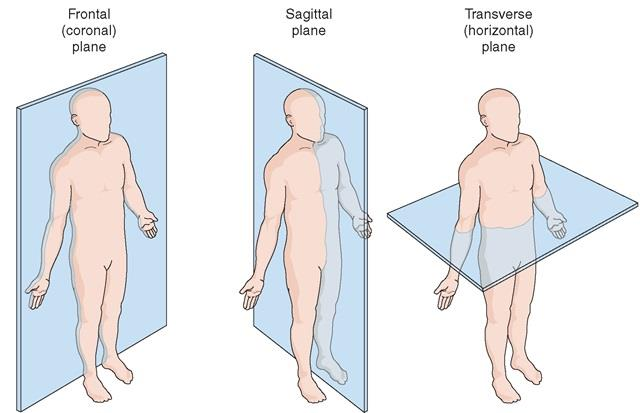 Anatomical Planes