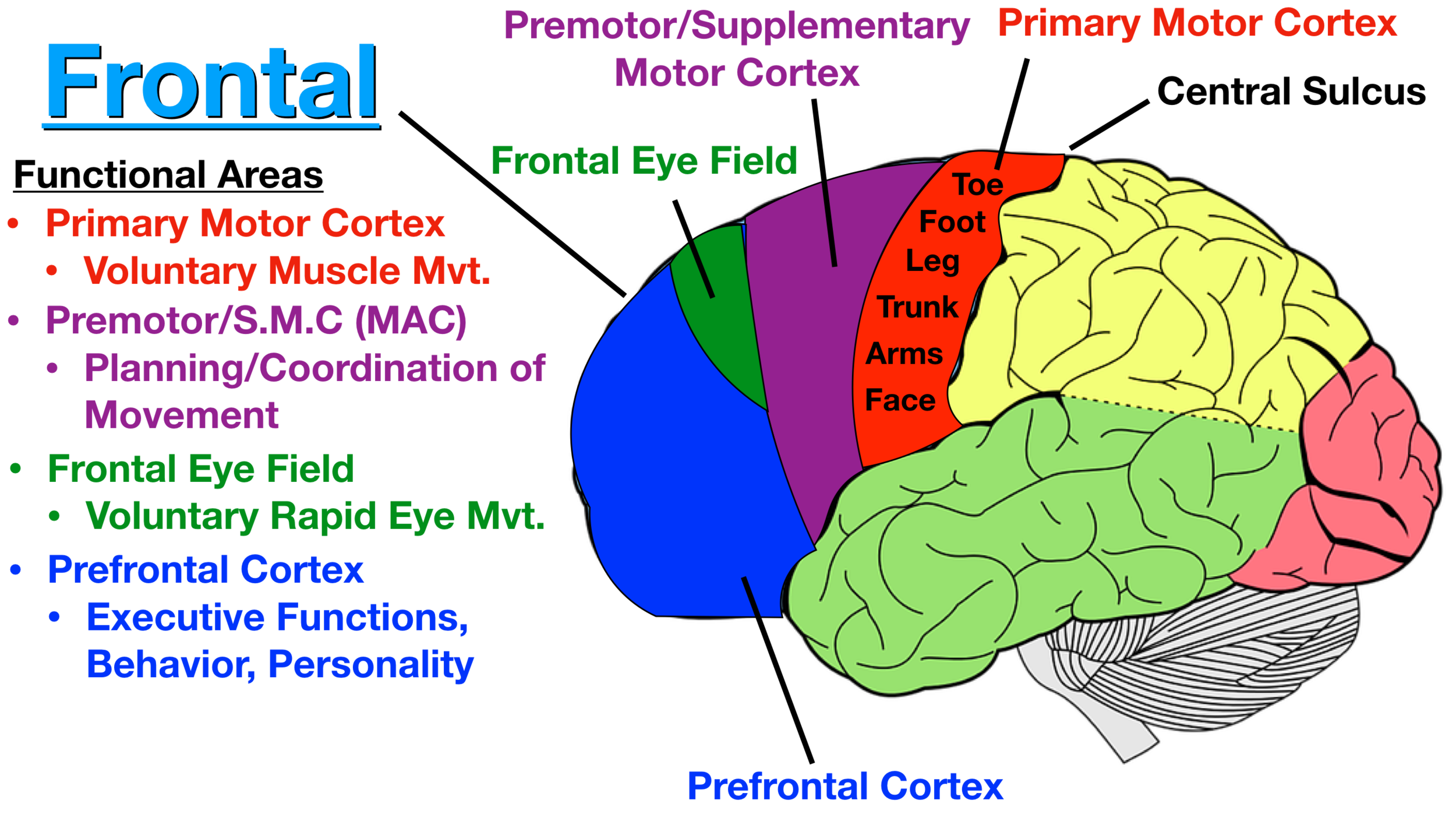 <p>The prefrontal cortex, which performs high-level cognitive functions such as decision-making and impulse control. And the motor cortex that initiates voluntary contralateral movements, meaning that the left hemisphere controls movements on the right side of the body. They are also organized in a way that body parts that make detailed motor functions such as fingers and face get more tissue</p>