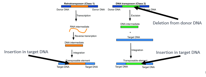 <p><span><span>We have also seen that transposable elements (or TEs) can lead to insertions or deletions. </span></span></p><p><span><span>In the case of class 1 TEs, an insertion occurs in the target DNA, whereas in the case of class 2 TEs a deletion occurs in the donor DNA and an insertion occurs in the target DNA.</span></span></p><p></p>