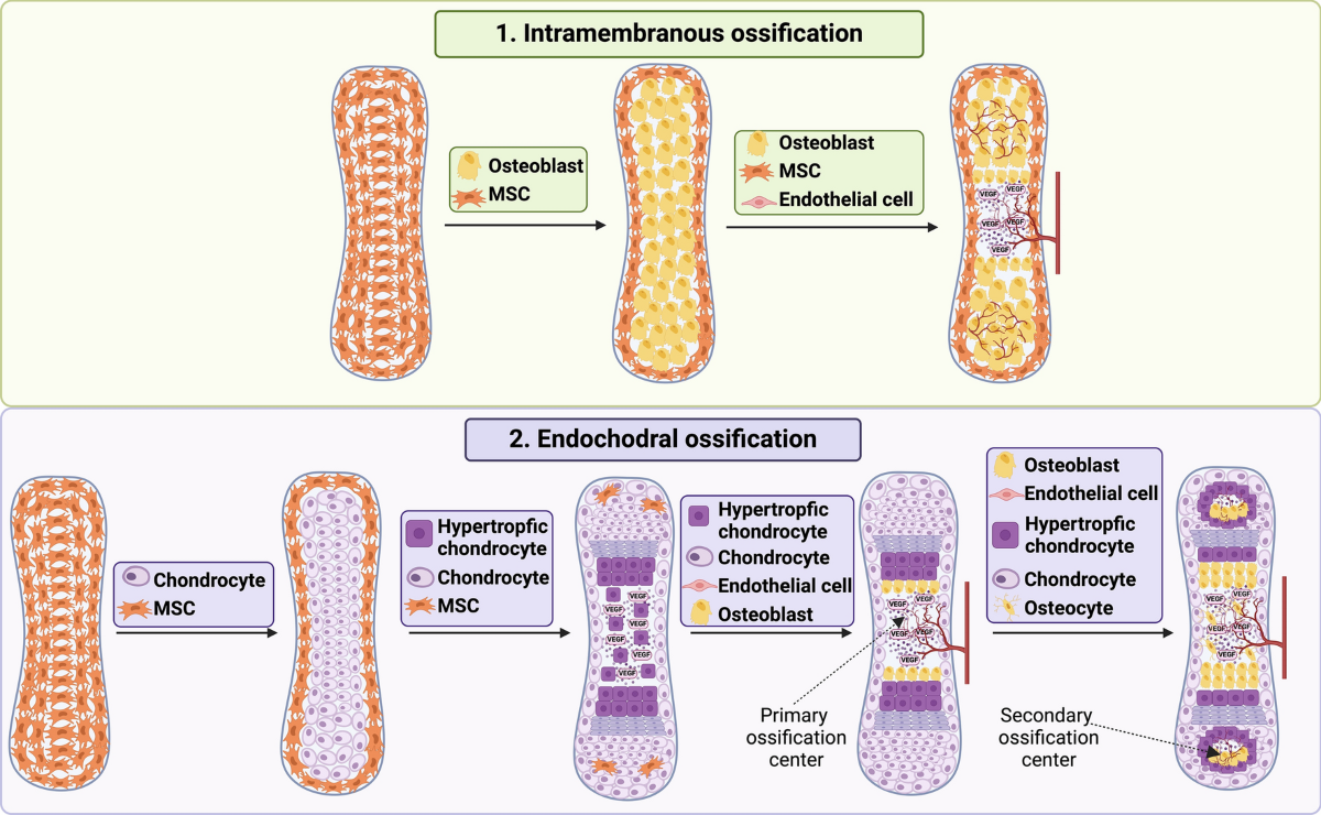 <p><span>Appositional growth refers to </span><mark data-color="rgba(0, 0, 0, 0)" style="background-color: rgba(0, 0, 0, 0); color: inherit">the increase in the diameter of bones by the addition of new bone tissue on the surface of existing bone</mark></p>
