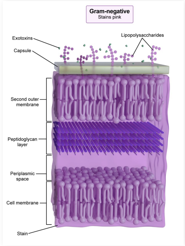 <p>gram negative or gram positive?</p>