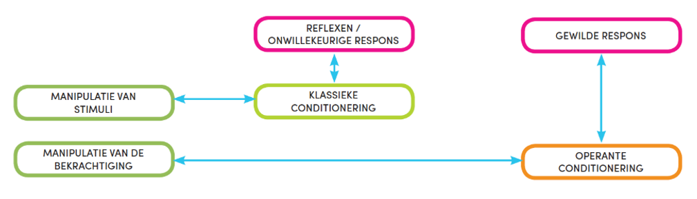 <ul><li><p>Meest actuele voorloper behaviorisme</p></li><li><p>Gaat verder dan klassieke conditionering </p></li><li><p>‘Operant conditioneren’ legt nadruk op bekrachtiging i.p.v. op stimulus</p></li></ul><p>Skinner Box’; onderzoek op dieren levert bevindingen op die transfereerbaar zijn naar mensen, op een complexer niveau</p><p>geprogrammeerde Instructie (GI)</p><p>‘teaching machines’</p><p>controversiële, wetenschappelijke, onderwijskundige ideeën</p><p></p>