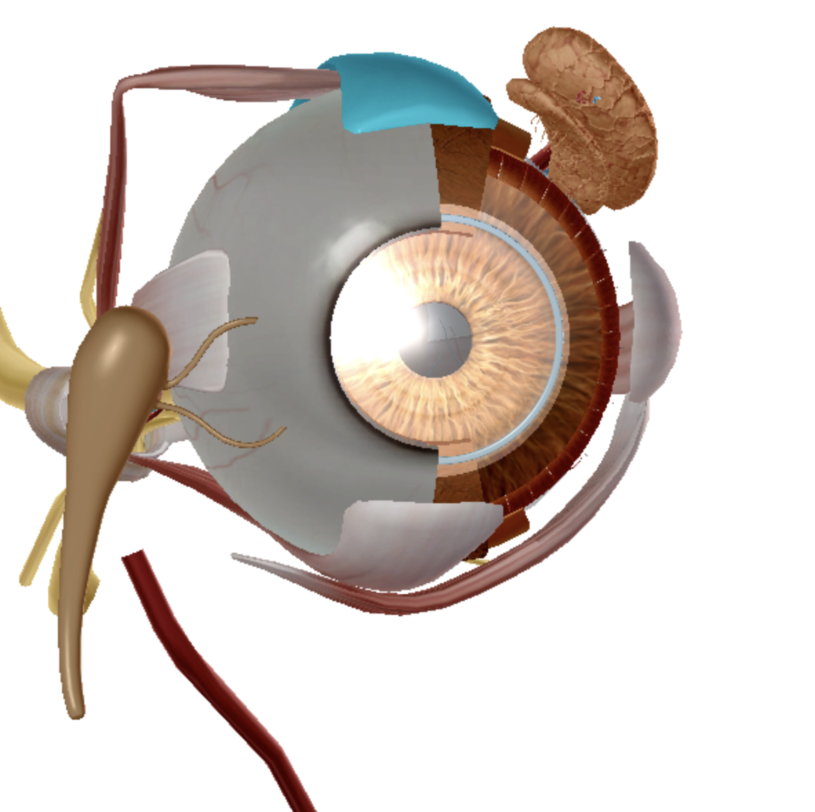 <p>what is highlighted </p>