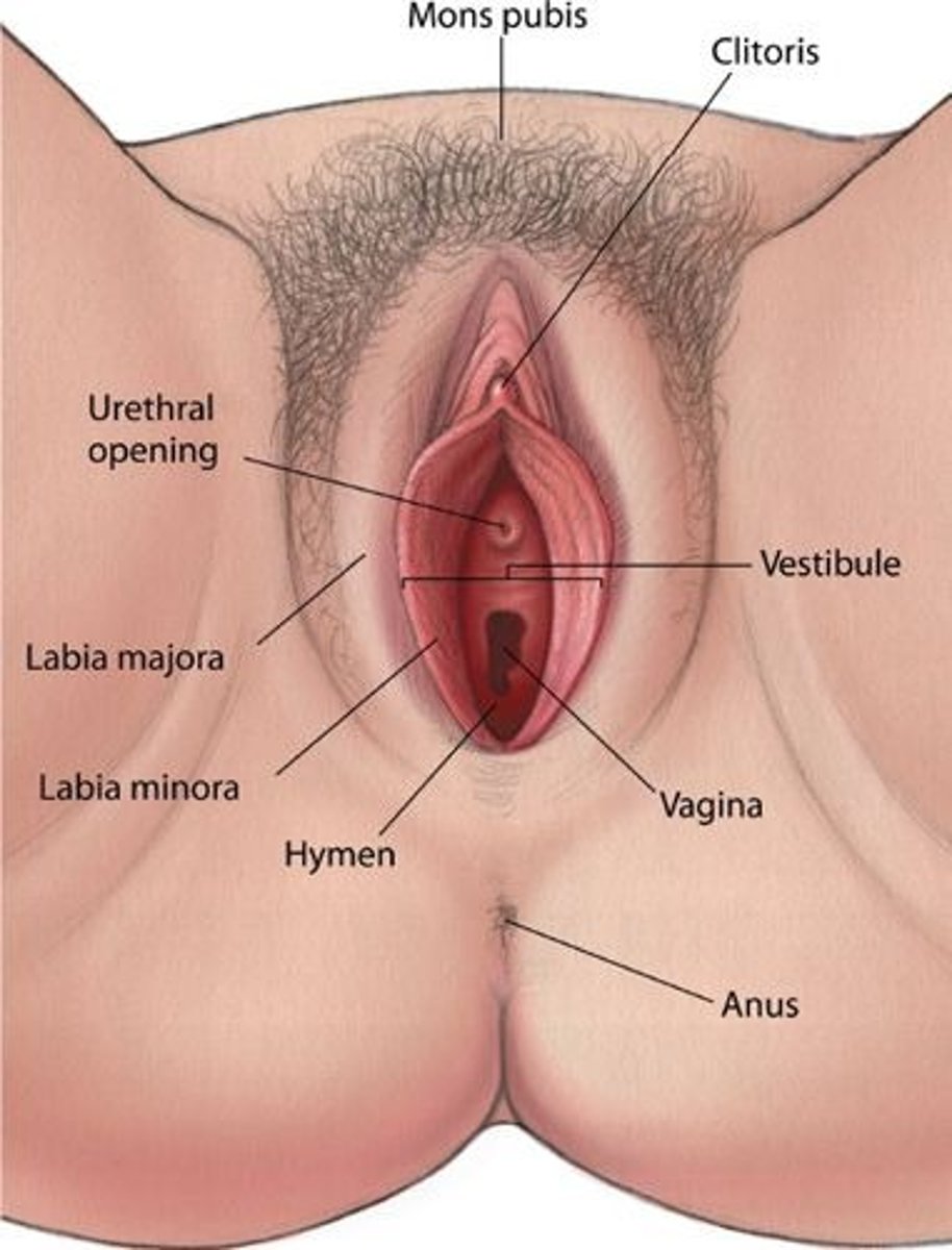 <p>structure located between the labia minora that houses the urethral orifice and the vaginal orifice</p>