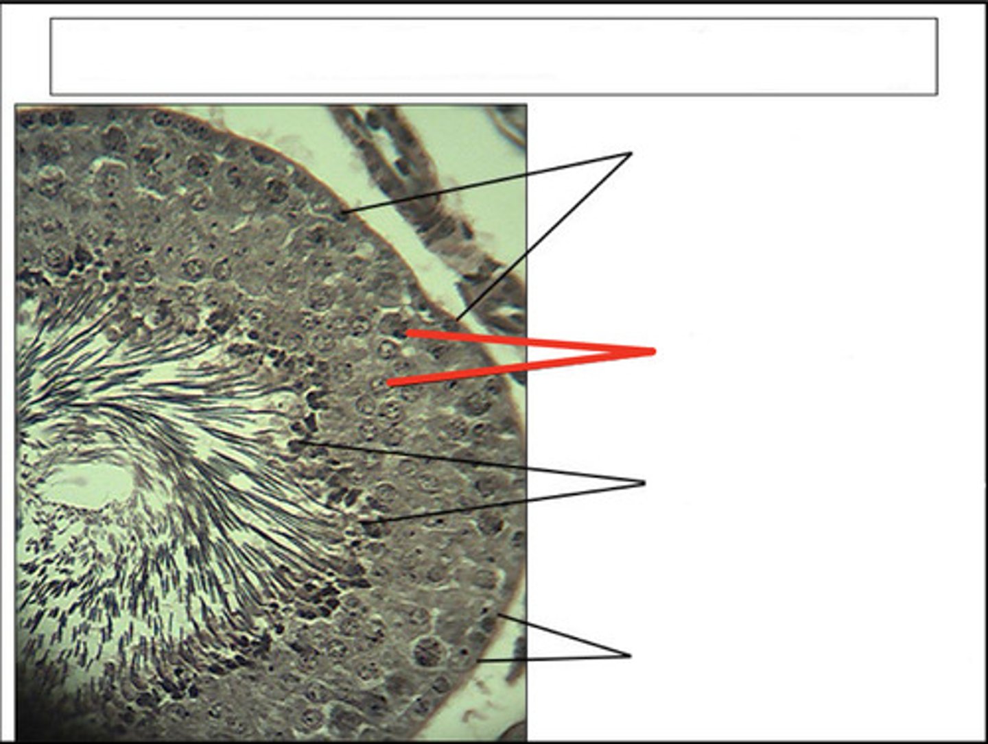 <p>identify this cell type and organ</p>