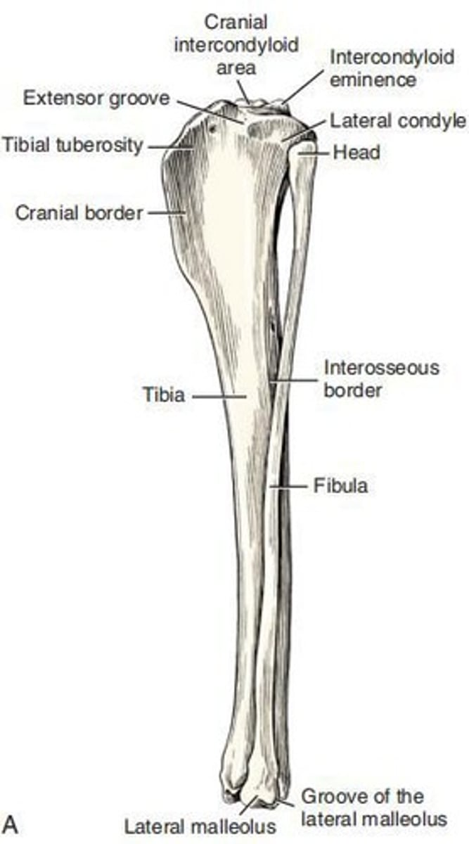 <p>The large, quadrangular, proximocranial process of the tibia that provides insertion for the m. quadriceps femoris and parts of the mm. biceps femoris and sartorius.</p>