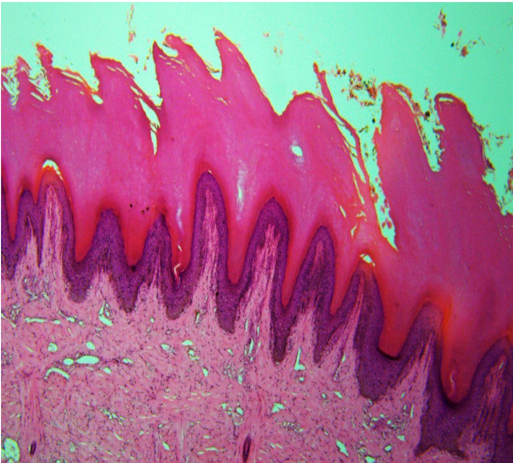 <p>identify</p><p>mention one site </p>