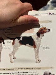 <p>Origin: France</p><p>Height: 19-22 in</p><p>Weight: 35-44 lbs</p><p>Life Span: 12-13 yrs</p><p>Type: Scent Hound</p>