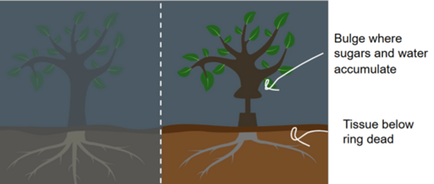 <p>1. Remove / kill phloem e.g. remove a ring of bark</p><p>2. Bulge forms on source side of ring</p><p>3. Fluid from bulge has higher conc. of sugars than below - shows sugar is transported in phloem. Sugars can't move past area where bark was removed.</p><p>4. Tissues below ring die as cannot get organic substances</p><p>Upward flow of xylem remains unaffected.</p>