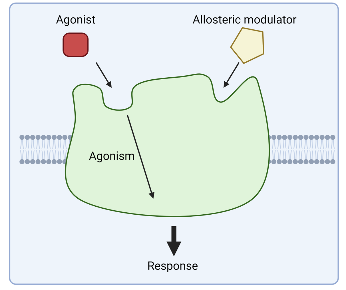 <p>Agonists and competitive antagonists bind at the same site on the receptor. What is that receptor called?</p><p></p>