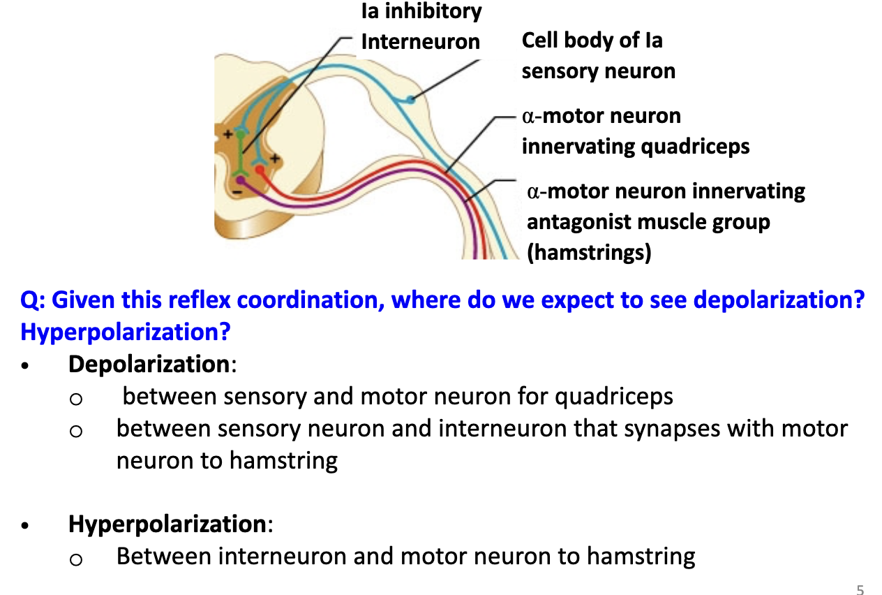 <ul><li><p><strong>Depolarization:</strong></p><ul><li><p>Between <strong>Ia sensory neuron</strong> and <strong>α-motor neuron</strong> for <strong>quadriceps</strong>.</p></li><li><p>Between <strong>sensory neuron</strong> and <strong>inhibitory interneuron</strong> that affects hamstring motor neuron.</p></li></ul></li><li><p><strong>Hyperpolarization:</strong></p><ul><li><p>Between <strong>inhibitory interneuron</strong> and <strong>α-motor neuron</strong> to <strong>hamstrings</strong>.</p></li></ul></li><li><p>Allows <strong>coordinated contraction and relaxation</strong> of opposing muscles.</p></li></ul><p></p>