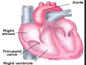 <p>Where is the tricuspid valve located?</p>