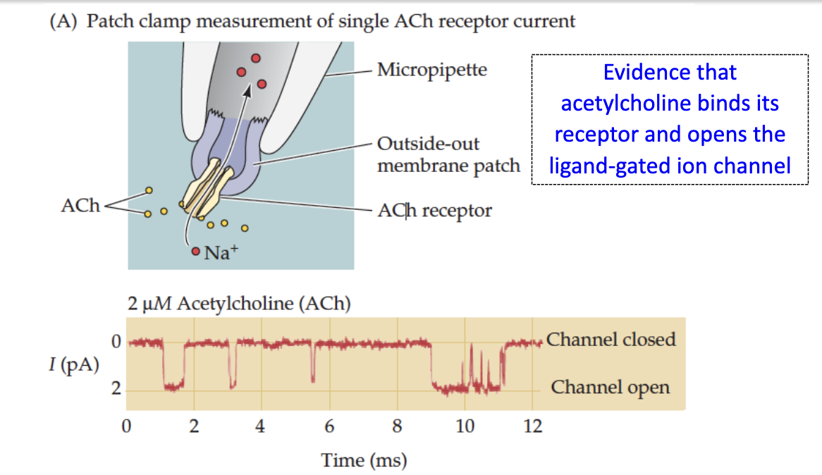<p><strong>Outside-out patch clamp</strong>: electrode in ACh solution, measures current through single receptor → shows ligand-gated channel opens</p>