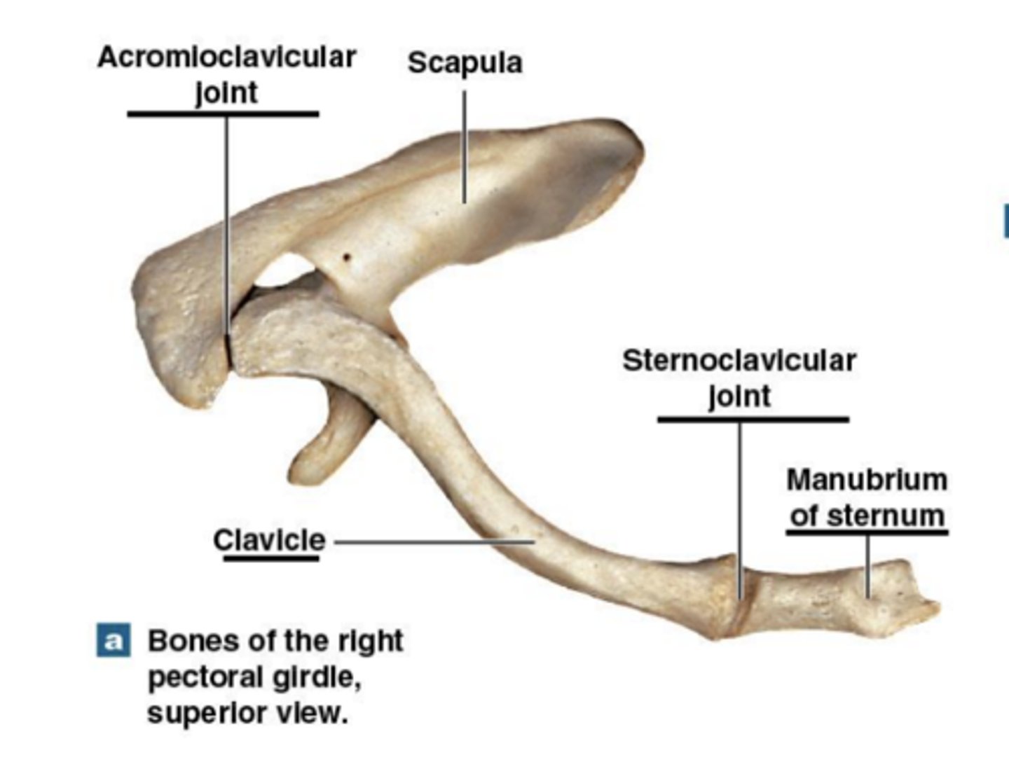 <p>only direct connection between pectoral girdle &amp; axial skeleton</p>