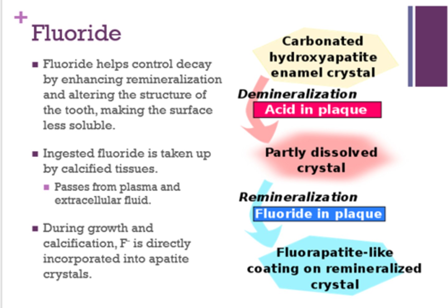 <p>- enhancing remineralization</p><p>- makes tooth less soluble</p>