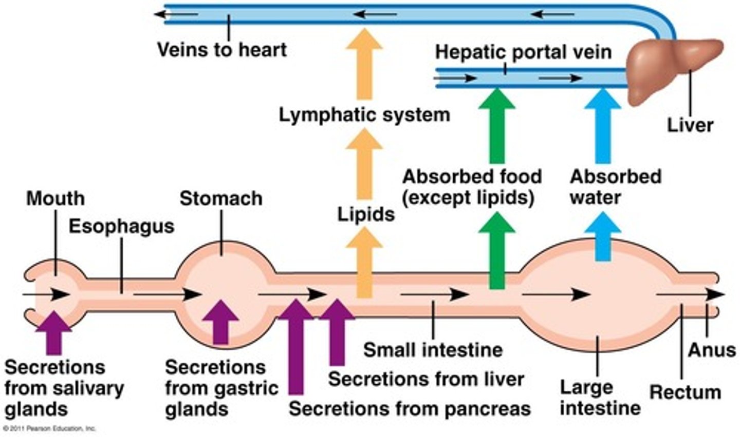 <p>movement of food through the alimentary canal</p>
