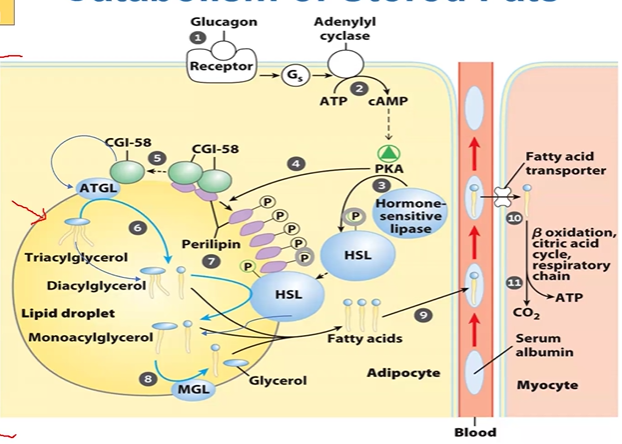 <ol><li><p>Ggon from pancreas, GPCR, </p></li><li><p><strong>adenyl cyclase</strong>, ATP &gt; cAMP plates pKA</p></li><li><p><strong>PKA </strong>Plates HSL </p></li><li><p><strong>PKA </strong>Plates perilipins</p></li><li><p>CGI58 leaves Plated perilipins, activating <strong>ATGL</strong></p></li><li><p><strong>ATGL </strong>+ TAG &gt; DAG + FA</p></li><li><p><strong>HSL </strong>+ DAG &gt; MAG + FA</p></li><li><p><strong>MGL </strong>+ MAG &gt; FA </p></li><li><p>FA &gt; glycerol OR carried by serum albumin and transported into myocyte</p></li><li><p>FA are B-oxidized, Krebs, respiration, </p></li><li><p>FA breakdown produces ATP and CO2</p></li></ol><p></p>